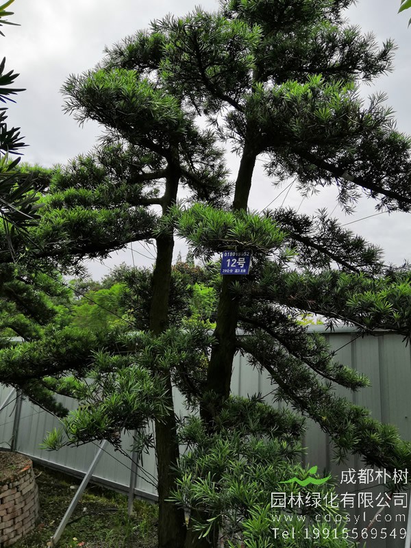 罗汉松的寓意象征是什么？罗汉松的花语是什么？